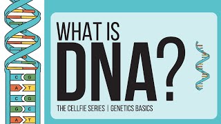 Genetics Basics Series 11  Genes DNA Alleles Chromosome  LetsTakeACellfie  Biology amp Society [upl. by Giuliana]