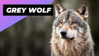 Grey Wolf 🐺 The Most Misunderstood Creature Of The Wild [upl. by Shanahan539]