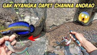 MUSTAHIL  Mancing channa limbata malah hoki strike channa andrao😱😱😱 [upl. by Okuy]