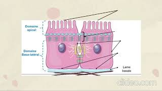 La Membrane Plasmatique [upl. by Laughlin887]