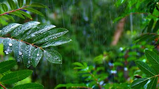 Rainforest Rain Sounds for Sleeping or Studying 🌧️ White Noise Rainstorm 10 Hours [upl. by Ikkaj945]