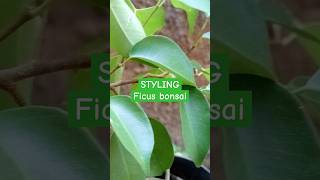 bonsai plants Bonsai Ficus Benjamina How To Grow Care and stylish a ficus tree [upl. by Ardnekat]