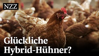 Das Schweizer Huhn  gezüchtet im Ausland  NZZ Reportage [upl. by Libbna]