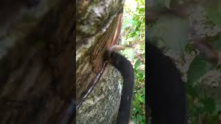 ASMR scratching  Scratcing ASMR  Rubber Tree ASMR satisfyingasmr asmr satisfying 82 [upl. by Yrohcaz]