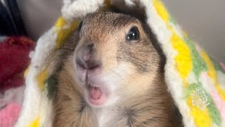 Prairie Dog BARK  WAHOO Compilation 🥰❤️ [upl. by Baptiste]