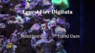 Forest Fire Digitata Digi  Coral Care [upl. by Merri209]