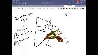 Brachial Plexus and Intermuscular spaces [upl. by Eniluqaj]