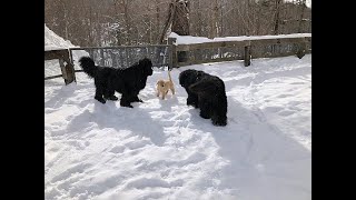 Newfoundland dogs playing with a 3monthold Golden puppy in the snow [upl. by Llert]