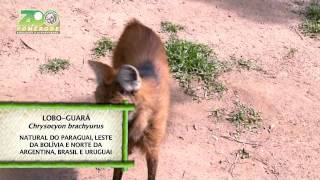 Lobo guará  Zoo Pomerode [upl. by Tena]