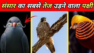 संसार का सबसे तेज उड़ने वाला पक्षी TOP 5 FACTS ABOUT BIRD  birds shortfeed youtubeshorts viral [upl. by Ehr]