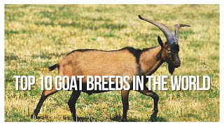 TOP 10 GOAT BREEDS IN THE WORLD [upl. by Zuzana]