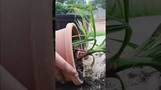 Repotting a Washingtonia Filifera palms viral [upl. by Opportuna]