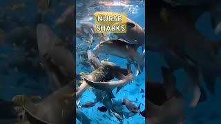 NURSE SHARKS  SHORTS  M1 OFFICIAL CHANNEL [upl. by Nylakcaj618]