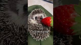 Falling hedgehogs bring unexpected surprises animals love shorts [upl. by Benildas]