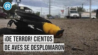 Pájaros ¿sin alambre Así es como una parvada de aves cayó al suelo [upl. by Deloria114]