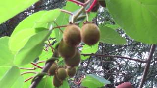 Growing Kiwi Fruit in Canada [upl. by Annahsar]