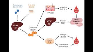 DSE Bio 甚麼是膽固醇？甚麼是類固醇？What is Cholesterol What is Steroid [upl. by Ennazzus]