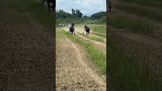 VOLTES5 VS UNDERCOVER ANG GANDA NG LABAN reels farming shortvideo [upl. by Giamo]