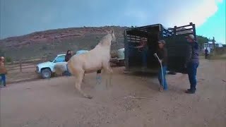 Coloradans Try To Navigate Evacuations With Large Livestock [upl. by Vokay]