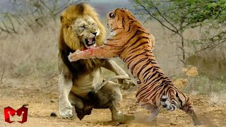 Singa Melawan Harimau Di Alam Liar Siapa Yang Menang  HewanHewan Yang Bisa Mengalahkan Singa [upl. by Alberic586]