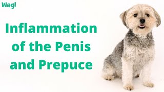 Inflammation of the Penis and Prepuce in Dogs  Wag [upl. by Ynehpets]