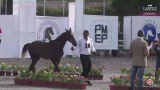 N 38 AMEER AL FARES Syrian National Championship 2024 Yearling Colts Class 4 [upl. by Aihsila]