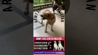 Khoji dog center sargodha khushab multan Bhagalpur jhangarmydog khanpur [upl. by Wenoa712]