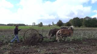 Kaltblütter mit altem Lanz Kartoffelroder [upl. by Uahc]