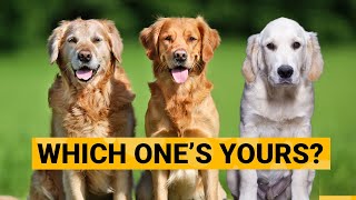 3 Types of Golden Retrievers and How to Identify Them [upl. by Aziza]