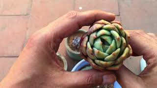 REPOTTING 34 YEAR OLD SUCCULENTS  SUCCULENT CARE TIPS [upl. by Coppock]