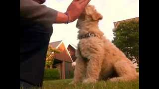 9 week Labradoodle puppy dog Training and Tricks [upl. by Pam]