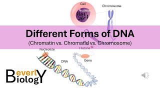 Chromosomes vs Chromatids vs Chromatin Different Forms of DNA [upl. by Ielarol]