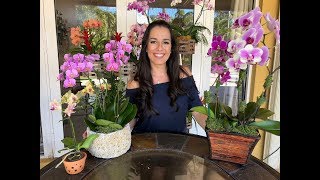 How to Care for Your Phalaenopsis Orchid  Orchid Care for Beginners  Orchid Diva [upl. by Mellman]