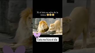 “Ni el león se salva de la tóxica”🙆🏽‍♂️😂 kachapamusic humor [upl. by Joanie458]