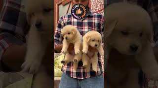 Why Are golden retriever puppies so popular When is the best time to introduce golden retrieve [upl. by Kristan]