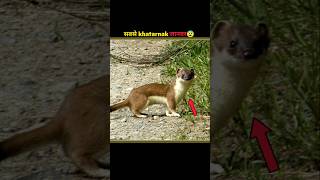 STOAT 😰 IN NEW ZEALAND facts shorts amazing facts [upl. by Niuqauj]