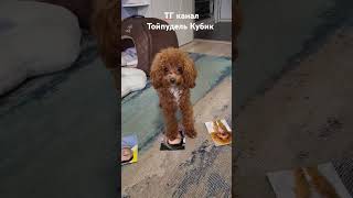 Моя семья ТГ Тойпудель Кубик тойпудель собака пудель животные poodle puppy toypoodle [upl. by Hartmann]