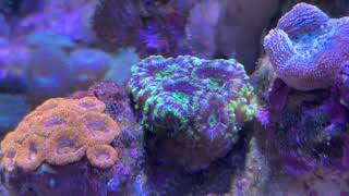 Did iodine dipping cure my corals [upl. by Haldan]