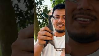 উদ্ধার করা ডাহুক পাখির বাচ্চা ফিরল বনে  Rescued Bird ornofpets [upl. by Turmel157]