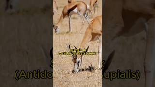 Africas Most Evolved Animals and Can Do Pronking SPRINGBOK shorts [upl. by Ridglee485]