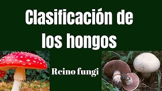 CLASIFICACIÓN DE LOS HONGOS Reino fungi [upl. by Gnol]