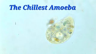 Amoeba seems to be grazing on sediment  5x Speed 200x400x Magnification [upl. by Anillehs]