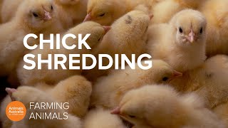 Why the egg industry shreds newborn baby chicks [upl. by Itoyj]