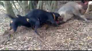 caza de jabali con jagdterrier afijo encinomadas en el barranco de los mendondos [upl. by Esilehs]