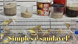 Alimentação IDEAL para meus PÁSSAROS [upl. by Eachelle]