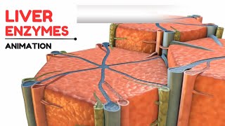 Liver enzymes  Alkaline Phosphatase ALP  Animation Video [upl. by Cirdet]