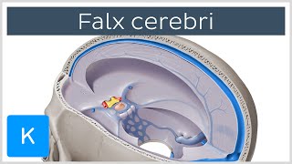 Falx cerebri Falx Cerebri  Human Anatomy  Kenhub [upl. by Edla299]