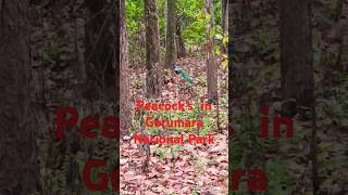 Peacock🦚 in Gorumara National ParkPeacock Lataguri Wildlife Nature GorumaraNationalPark shorts [upl. by Enaz545]