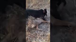 Pitbull attacks Coyote to protect Owner Pitbull and coyote fight Graphic Footage [upl. by Iain]