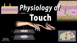 Physiology of Touch Receptors and Pathways Animation [upl. by Ibot890]